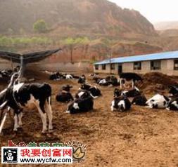 niuchang1.jpg