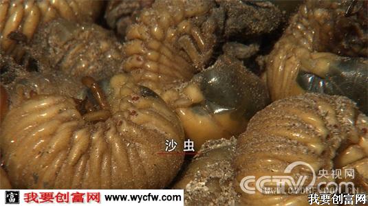 我为虫狂  4月23日 21:17