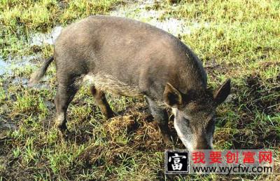 野猪的生活习性与繁殖特性