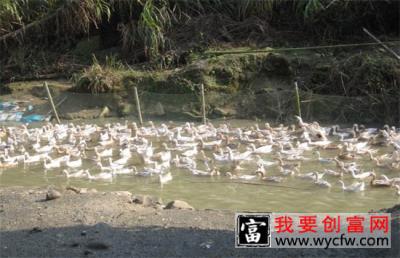 鸭子采食量少怎么办