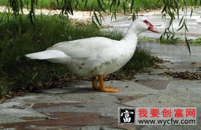 火鸭的繁殖技术