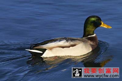 野鸭高效饲养管理技术