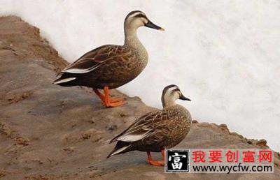 野鸭高效饲养管理技术