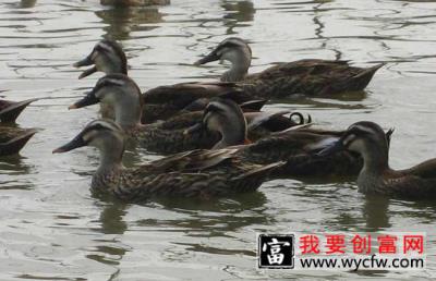 野鸭高效饲养管理技术