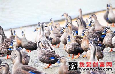 野鸭高效饲养管理技术