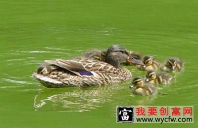 野鸭高效饲养管理技术