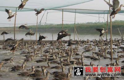 野鸭高效饲养管理技术