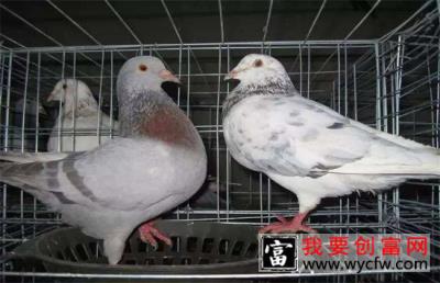 肉鸽养殖的成本和利润