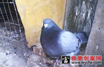 肉鸽养殖的成本和利润