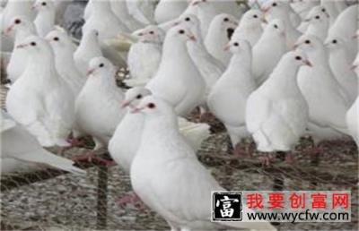 肉鸽养殖的成本和利润