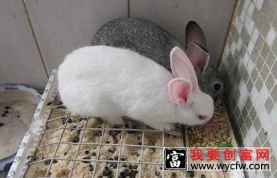 如何提高母兔受孕率