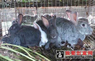 如何提高母兔受孕率