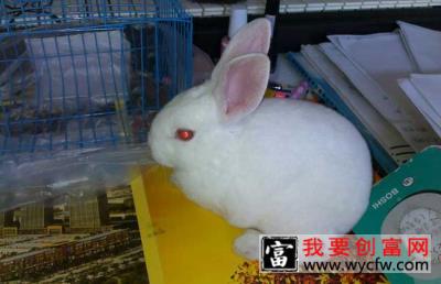 如何提高母兔受孕率