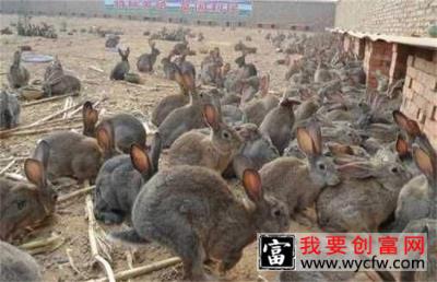 肉兔怎么育肥