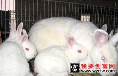 肉兔怎么育肥