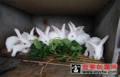肉兔怎么育肥