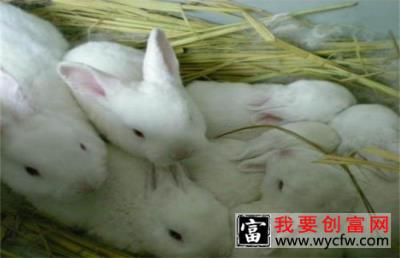 肉兔怎么育肥