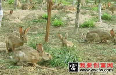 兔子养殖的四季管理