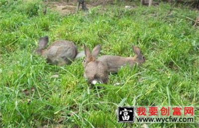 兔子养殖的四季管理