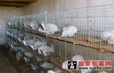 兔子养殖的四季管理