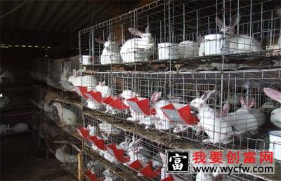 兔子养殖的四季管理