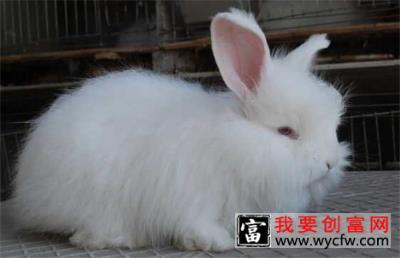长毛兔养殖的方法