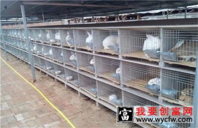长毛兔养殖的方法