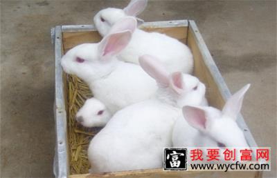 长毛兔养殖的方法