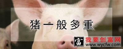 猪一般多重