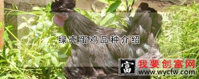 绿壳蛋鸡品种介绍