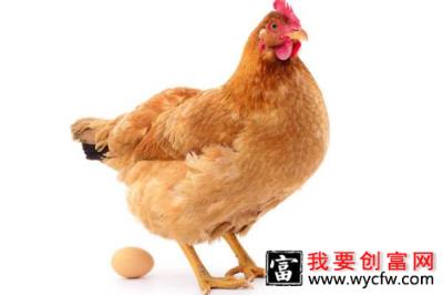 如何让鸡在固定地方下蛋