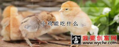 小鸡能吃什么