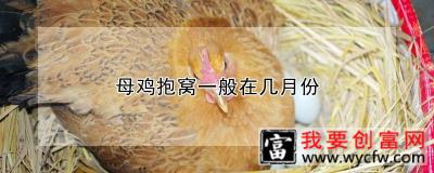 母鸡抱窝一般在几月份