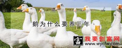 鹅为什么要养三年