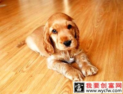 可卡幼犬怎么饲养？可卡幼犬喂养