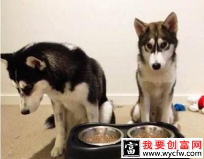 狗狗在不同季节的饲养方法?不同季节喂食狗狗需要注意的地方