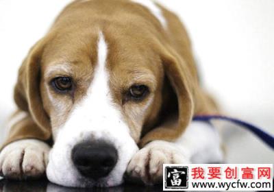 哪些情况下需要狗狗保健品
