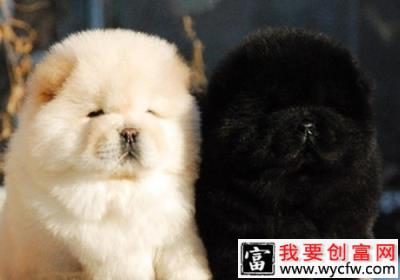 为何小狗出生时又“聋”又“瞎”
