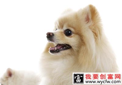 人类的行为对狗狗有多大的影响