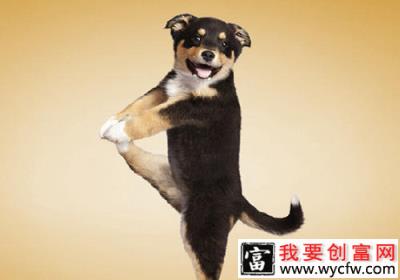 长途车能够托运宠物吗