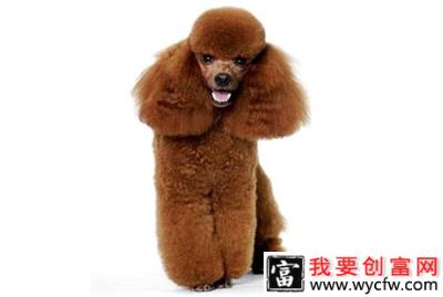 贵妇犬多大开始训练