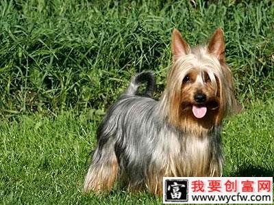 怎么样训练金毛幼犬