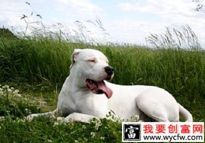 泰迪都基本训练什么项目？该怎么去训练？