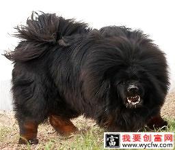 獒是怎么训练出来的