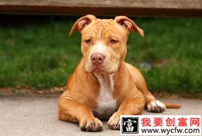 买了只比特怎样训练？四种方法让你的比特犬威猛强壮！