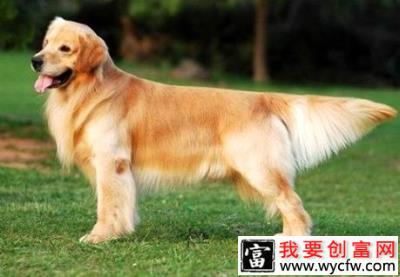 金毛幼犬到底应该怎么喂养呢！一起来看看吧！