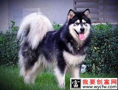 阿拉斯加犬好养吗？如何喂养阿拉斯加？ 