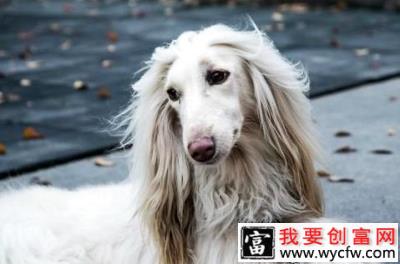 2020年开一家宠物店需要多少钱？