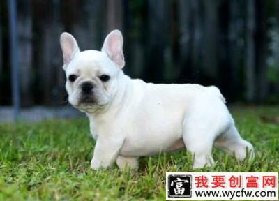 狗狗不吃狗粮怎么办？