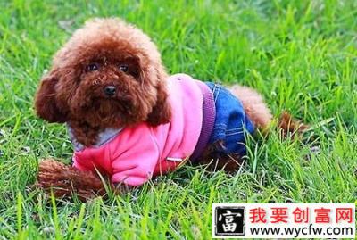 贵宾犬应该吃什么样的狗粮比较好？